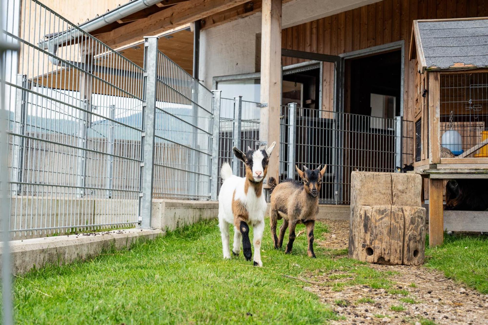 Hornergut Appartement Altenmarkt im Pongau Buitenkant foto